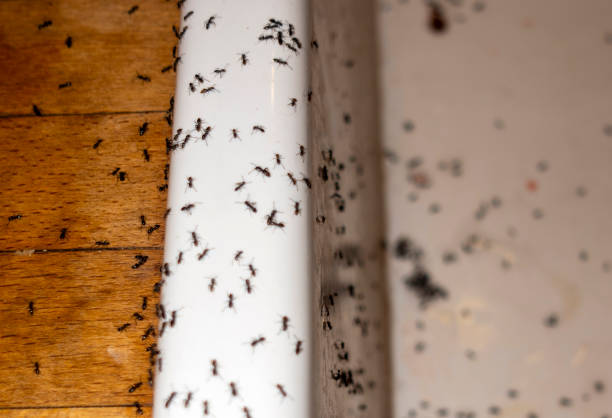 Reliable Wetumpka, AL Pest Control Solutions